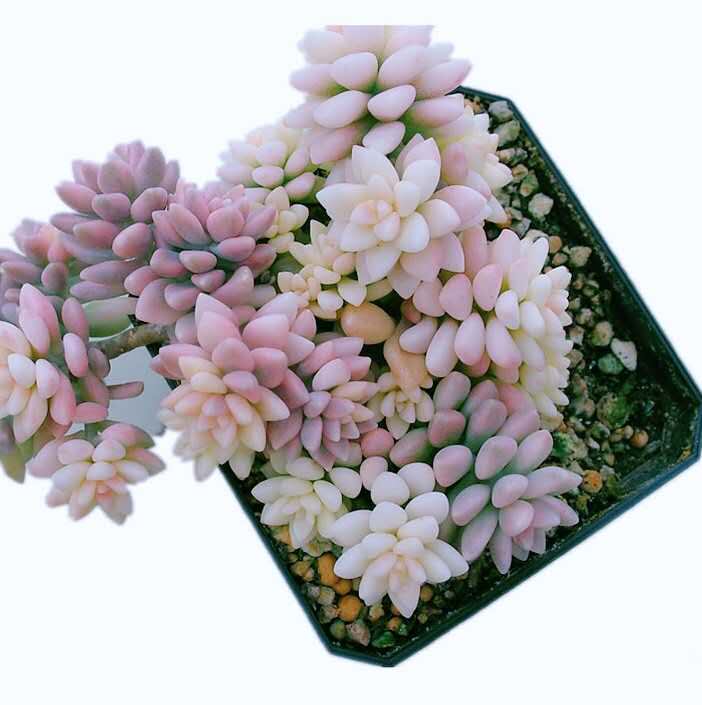 精品多肉植物姬秋丽锦彩色进口稀有品种罕见多肉植物