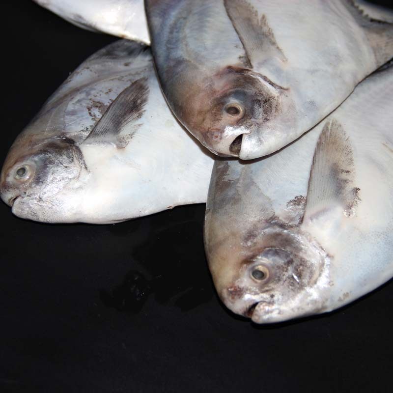 新鲜鲳鱼白昌银鲳2斤海平平鱼镜鱼鲜活海鲜鲳鱼