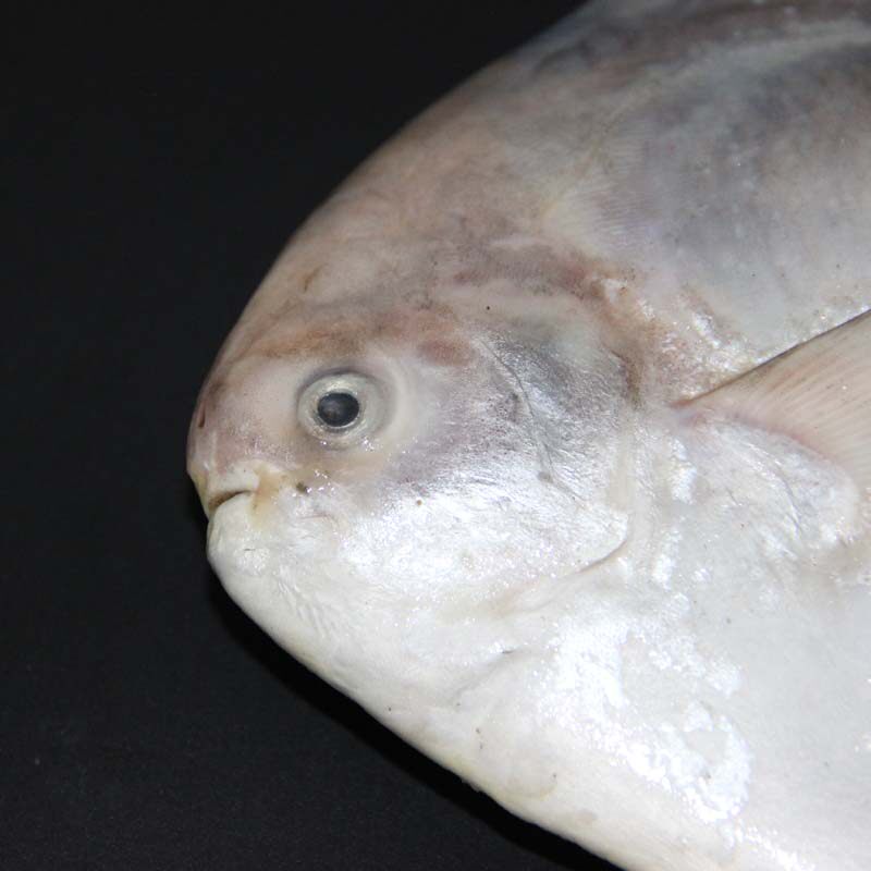 青岛中国鲳大鲳鱼斗鲳鲜活海鱼白昌银鲳鳊平鱼鲳鱼