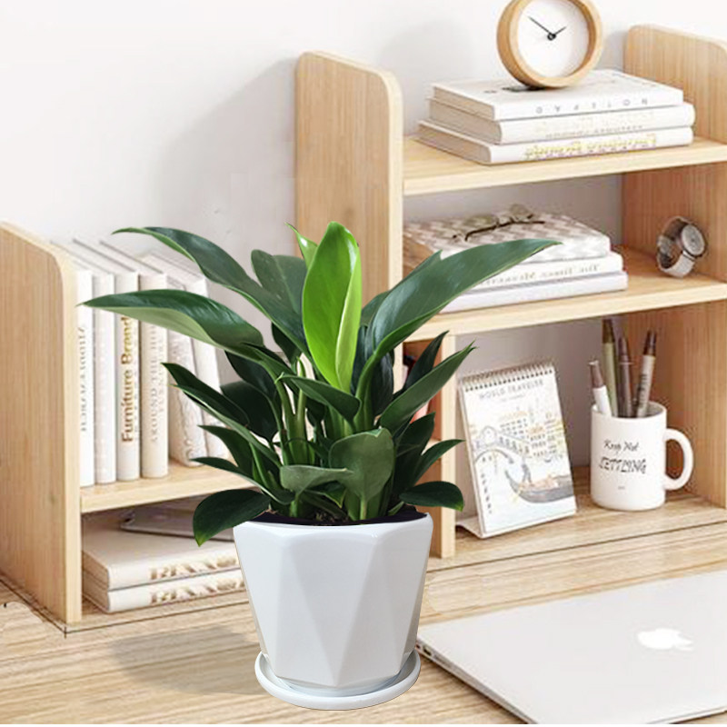 绿植公主金钻盆栽植物客厅万年青办公办公室室内绿植