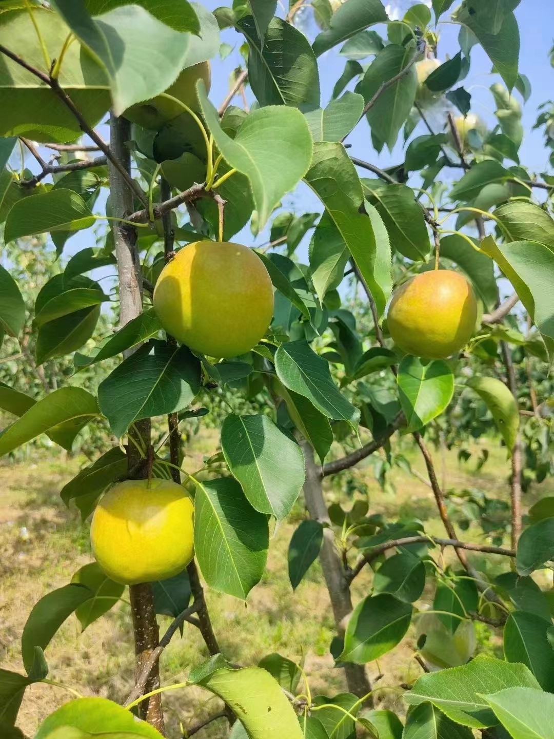 水果巴巴陕西玉露香梨皮薄酥脆高甜无渣爆汁梨
