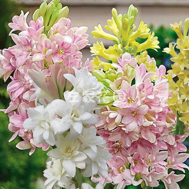 花卉左家花园晚香玉种盆栽地栽多年生种球白色种球