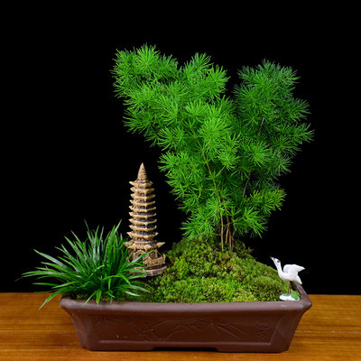 【绿植】蓬莱松盆景植物盆栽室内办公客厅生肖猴家庭绿植四季