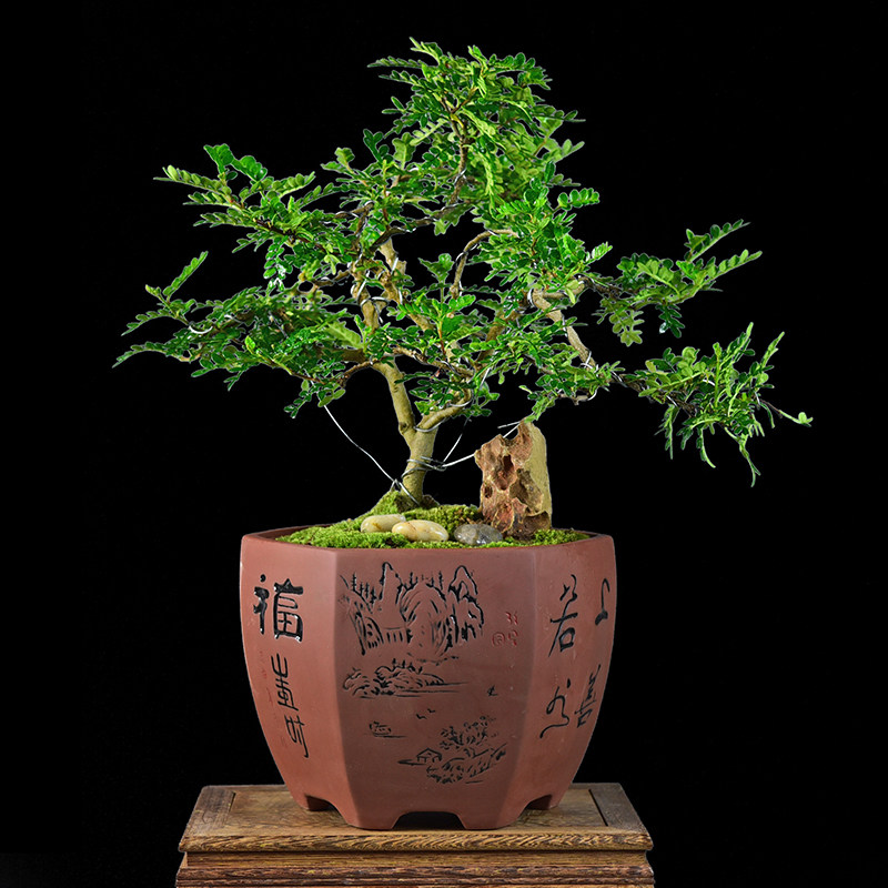 植物清香木盆栽造型胡椒盆景室内客厅办公办公桌绿植