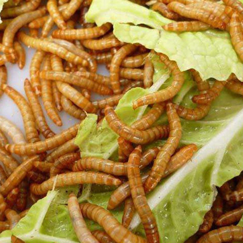 虫子活的小鸟活体八哥粮食饲料面包包虫喂鸟爬虫