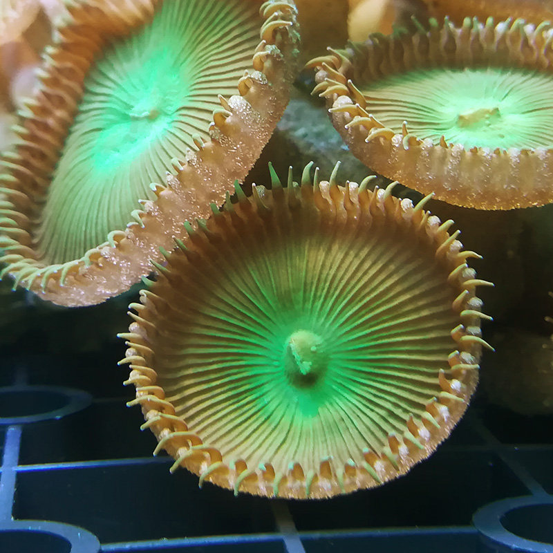 珊瑚巨型纽扣人工繁殖lps软体活体活物水族海其它水族宠物