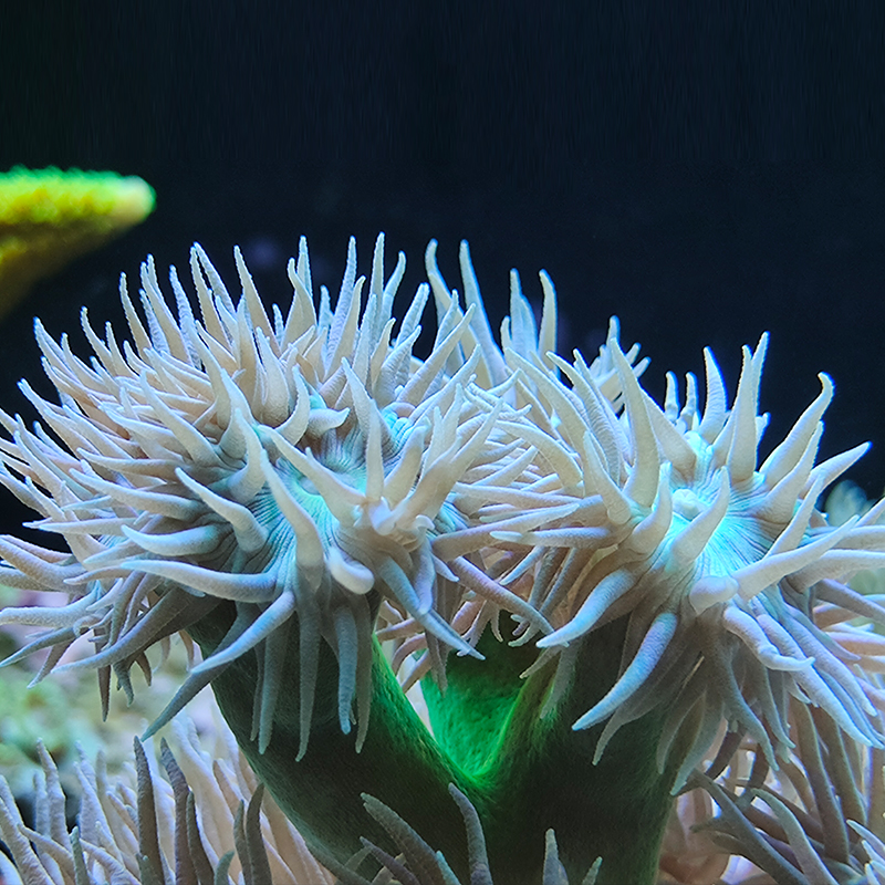 珊瑚澳洲灯琴高脚断枝断肢断支新手试水人工其它水族宠物