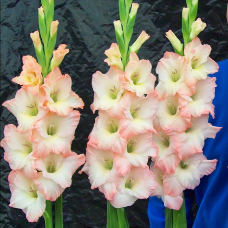 花卉进口荷兰多年生花期种球菖兰现货剑兰菖蒲种球