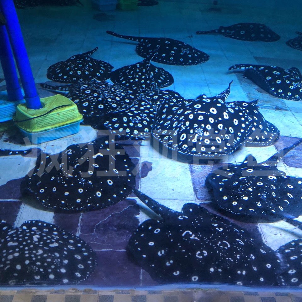魟鱼黑金观赏鱼活体皇冠黑白黑帝帝王珍珠热带鱼鱼
