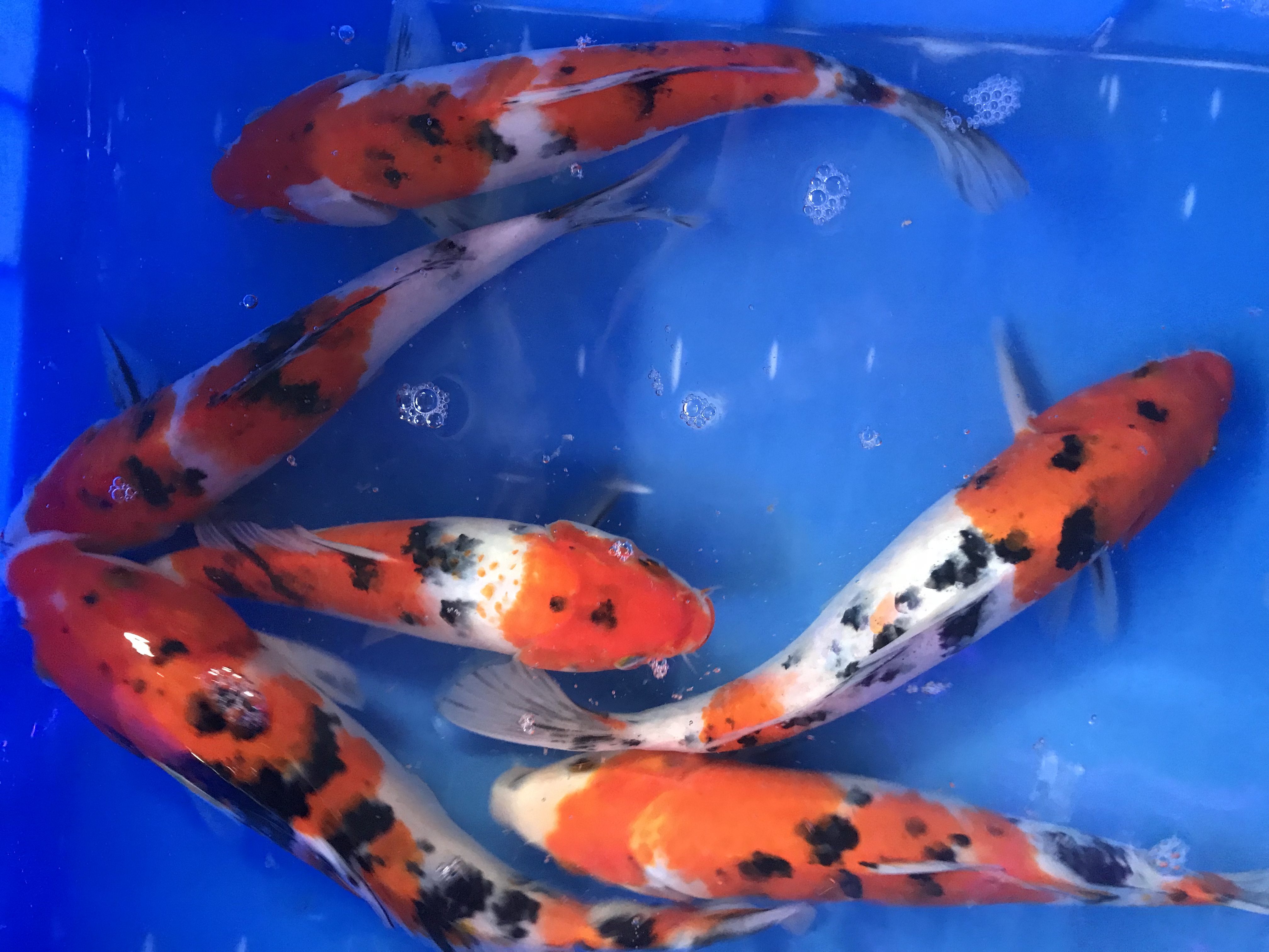 锦鲤日本纯种大正三色活体白写观赏鱼风水丹顶鱼