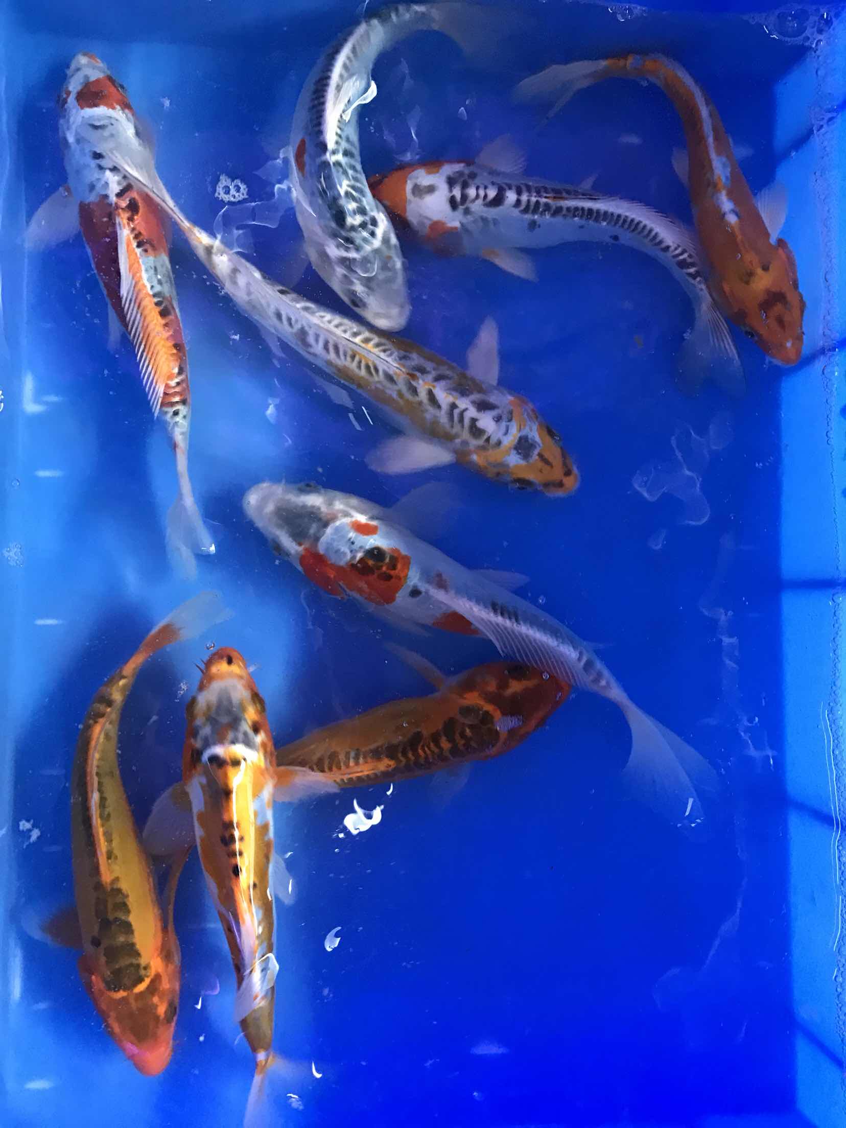 纯种德系翠锦鲤鱼活体观赏鱼冷水鱼风水鱼不换水鱼