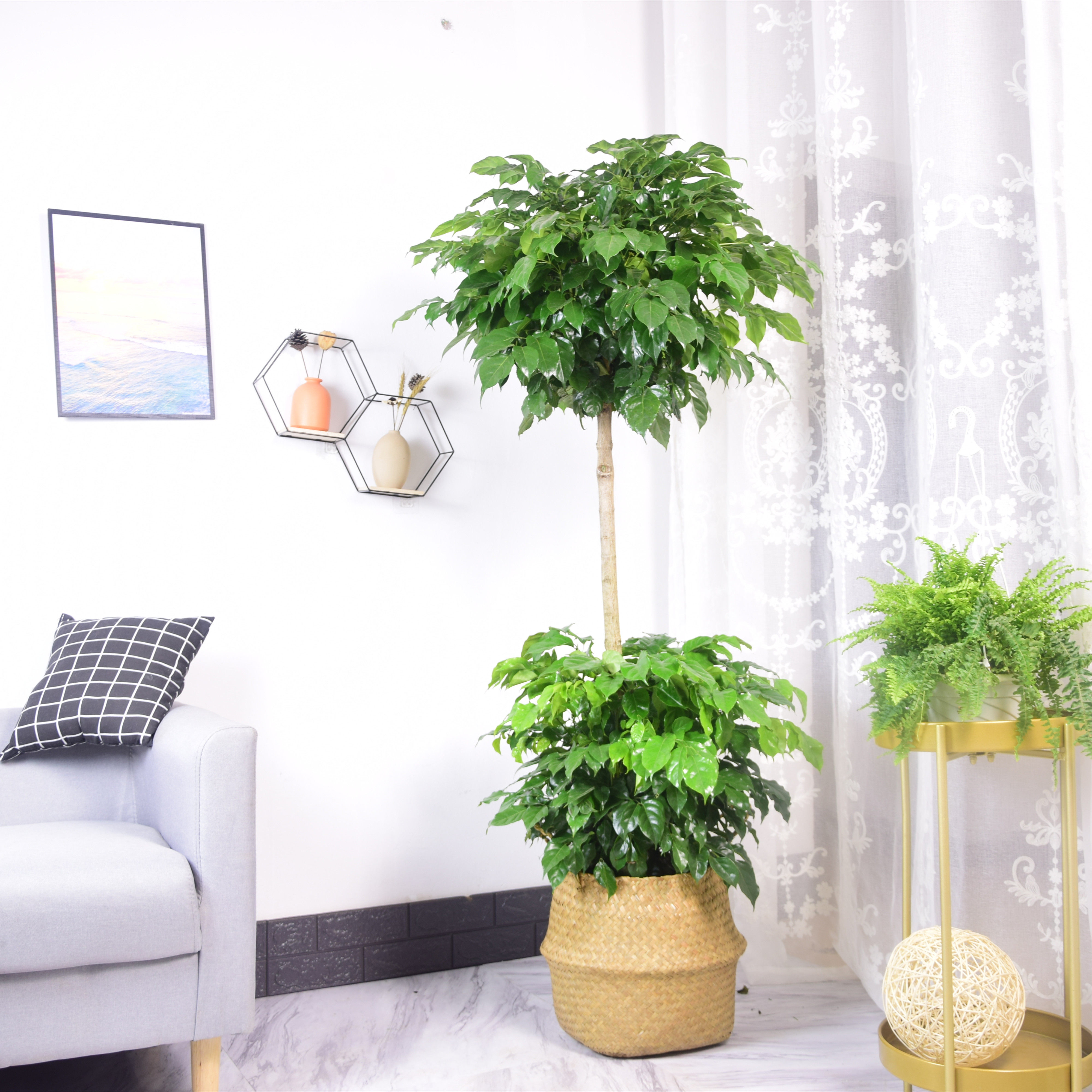 绿宝幸福树平安树绿植双层室内客厅大型盆栽办公室大型绿植