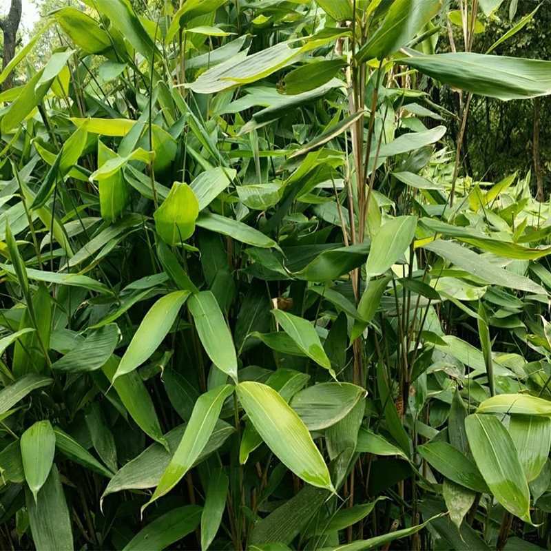 恩施特产大粽叶 新鲜箬叶竹叶 包邮粽子的叶子 端午节叶现采现发