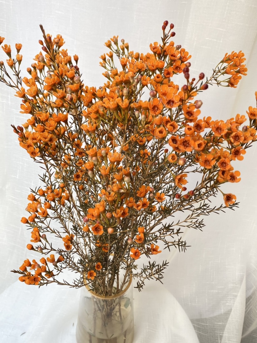 多色澳洲腊梅梅澳梅雪新鲜家庭办公室水养花卉花卉