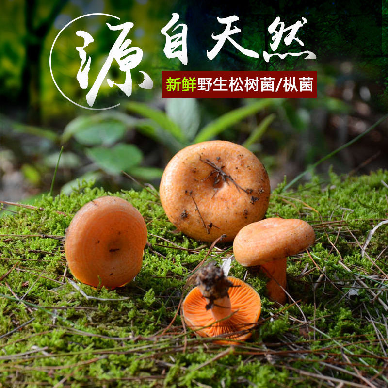 松树贵州特产新鲜野生枞菌蘑菇菇黄乳松菌乌新鲜松茸