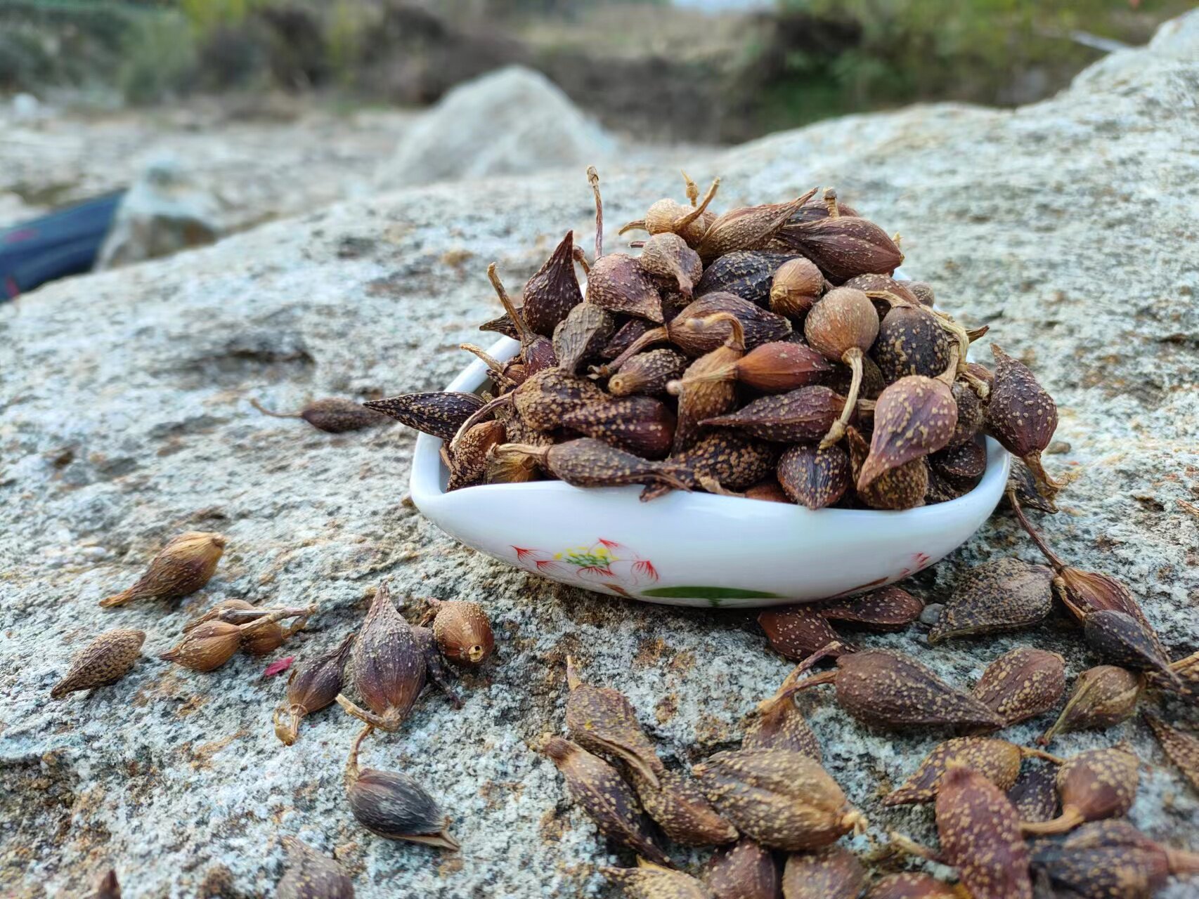 如何选择购买新货上市秦岭深山野生连翘 汉中贯叶连翘 正品中药材