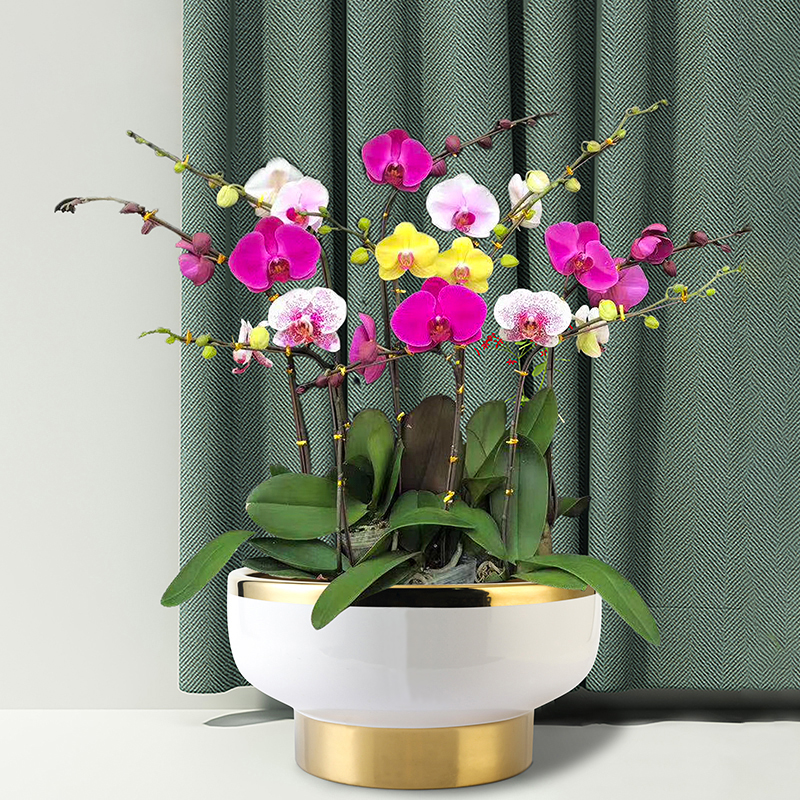 新款创意北欧轻奢高端造型组盆电镀金色蝴蝶兰花盆