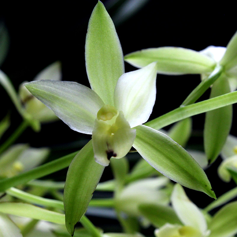 兰花大王带兰花苗十八格格花苞浓香四季墨兰花卉