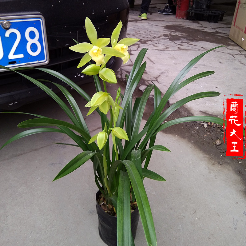 四季兰花花苗建兰带绿翡翠浓香宽叶蕙兰墨兰时令草本花卉