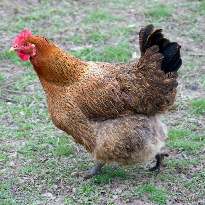 麻羽散养邮包笨鸡包草鸡脱温活体土鸡王土鸡下蛋整鸡
