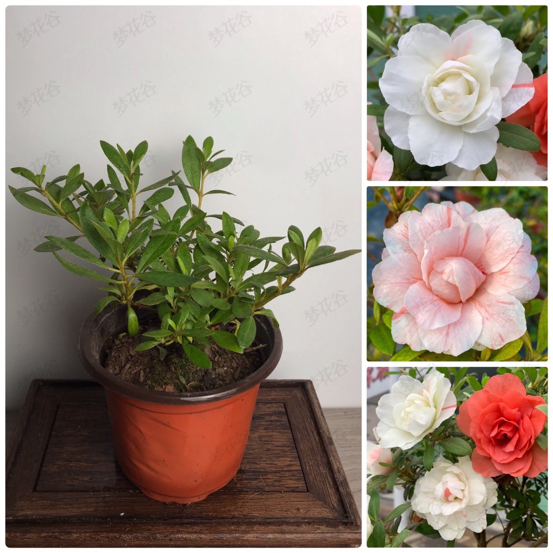 稀有品种杜鹃花正宗江苏南通五宝绿珠一树多色时令草本花卉