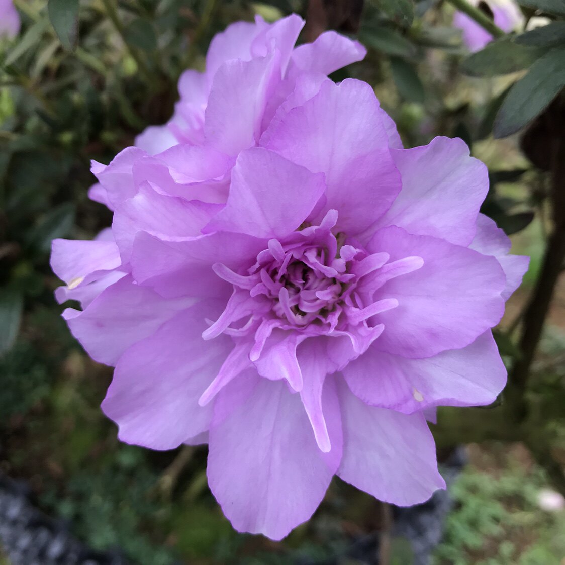 稀有品种东洋杜鹃花牡丹日本平户紫色重瓣室内外时令草本花卉