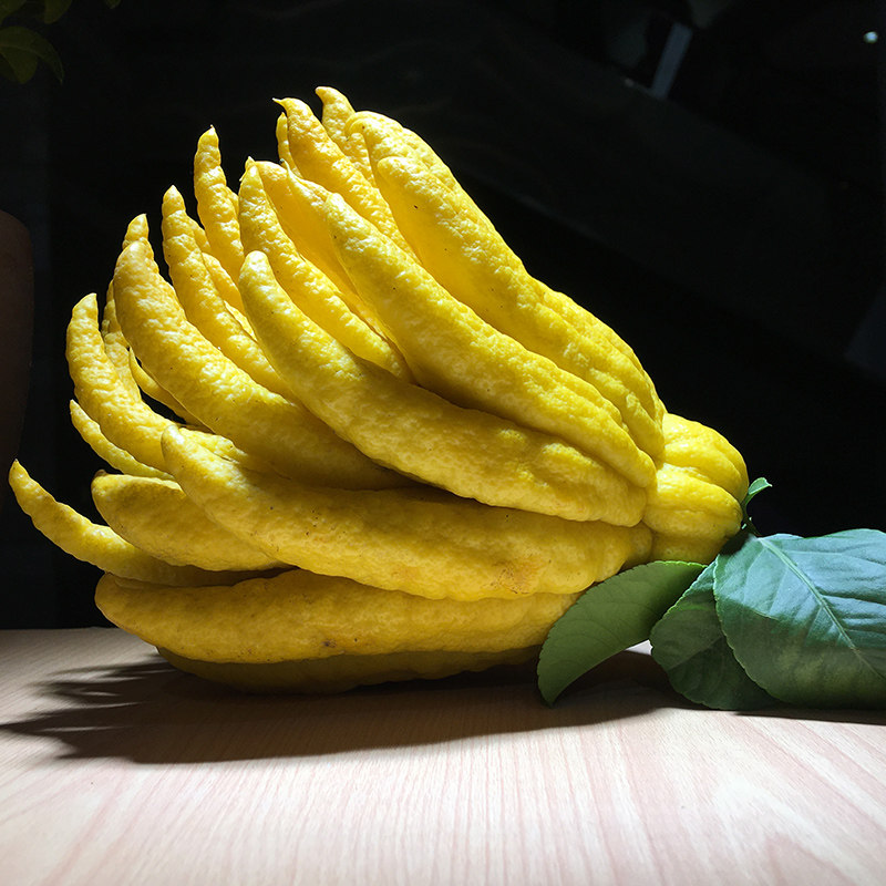 佛手大果金华特产鲜果摆放清供观赏食用新鲜佛手果