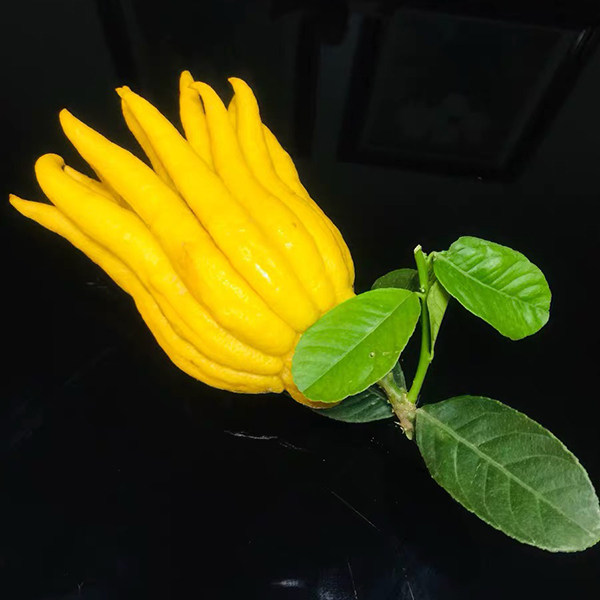 现摘顺丰包邮金华特产佛手鲜果金佛手鲜果摆放观赏清供现摘