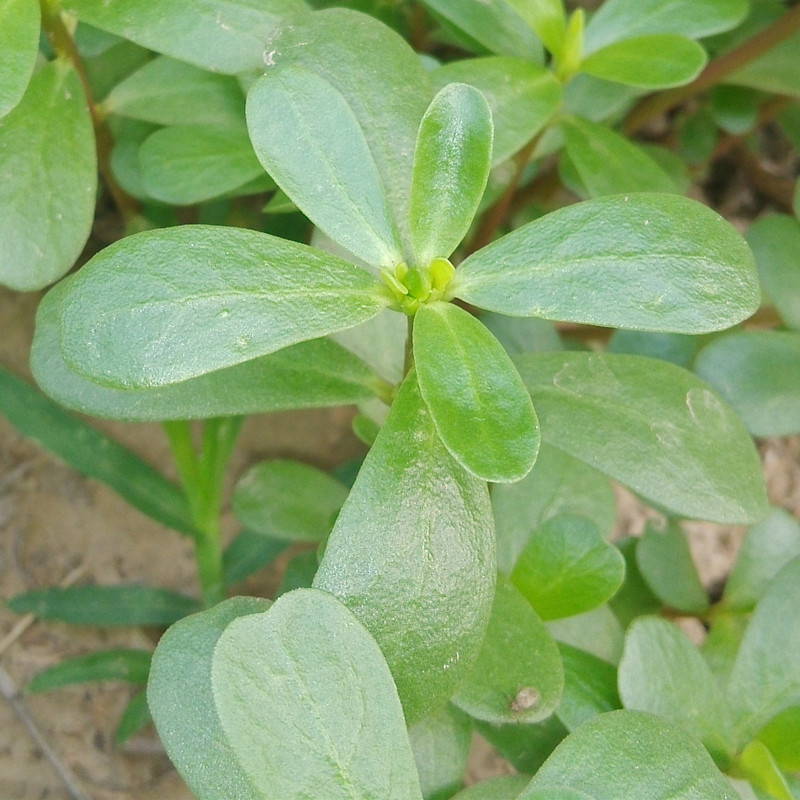 苋菜马齿新鲜包邮现挖马齿菜马蜂菜野生马马齿笕其它