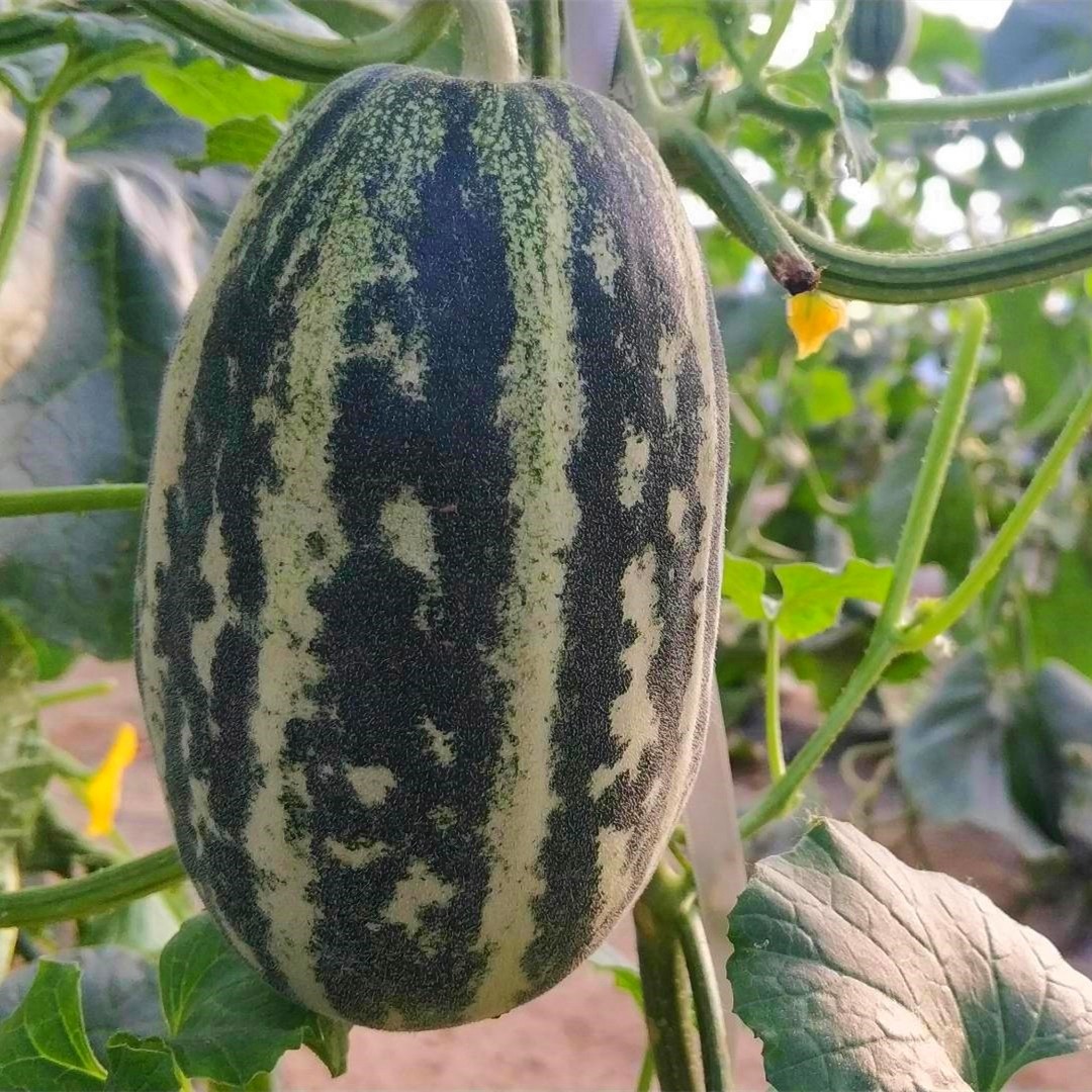 博洋甜瓜山东9号蜜瓜羊角蜜非绿宝蜜罐甜瓜