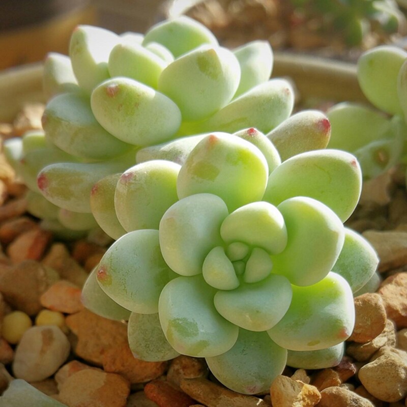 劳尔多肉植物盆栽香味凝脂莲肉办公桌甲醛叶肉多肉植物