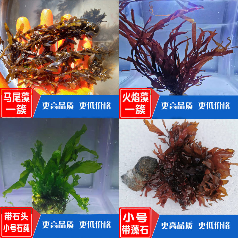 海水鱼缸海海草海藻水草火焰鹿角藻绿棉藻红海其它水族宠物