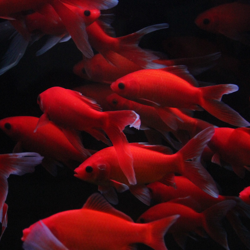 观赏鱼冷水血鹦鹉发财鱼葡萄眼黑眼草金好养金鱼红草金风水鱼活体