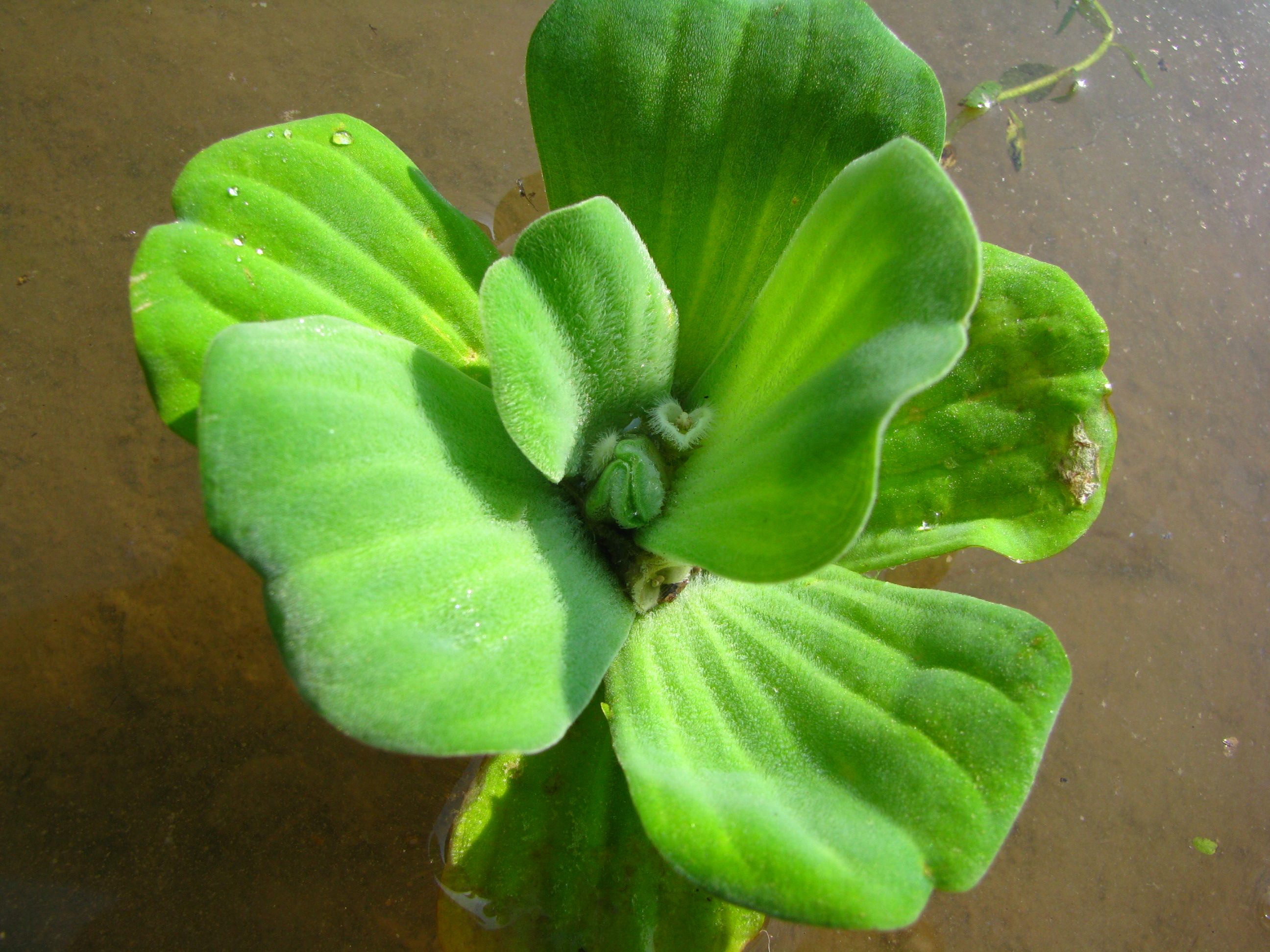 大薸 三株 水浮莲观音莲台 漂浮水养培植物 室内办公室桌水花卉