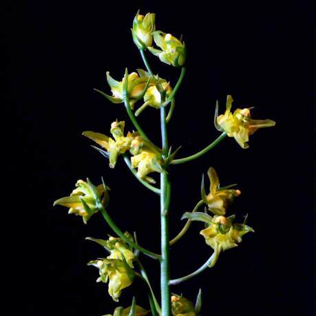 奇花飞鹏兰艺艺兰花苗墨兰南海素奇素花浓香时令草本花卉