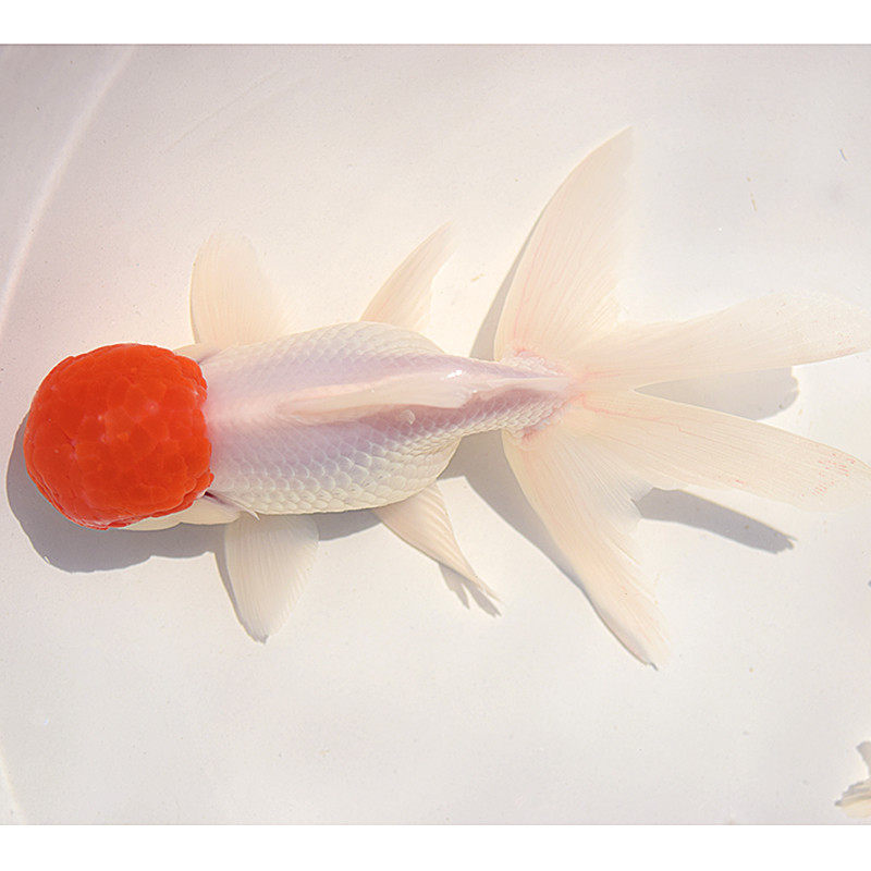 凤尾金鱼活鱼精品凤鹤观赏鱼冷水水花黑白蓝凤鱼