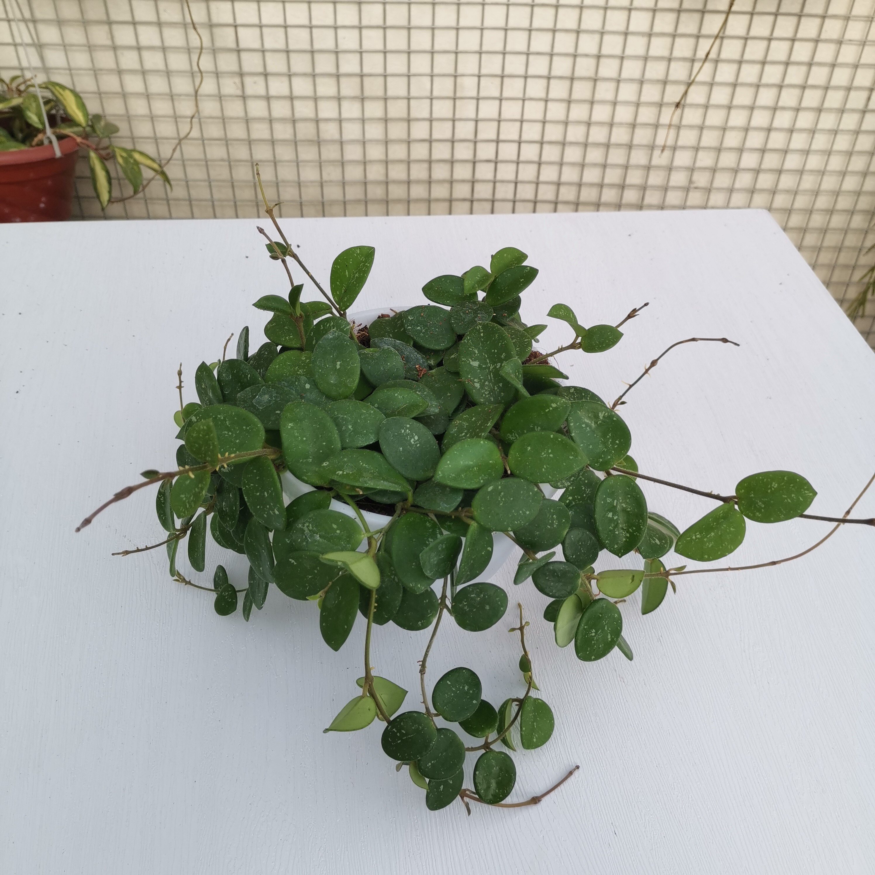 球兰姗姗花卉杂交匍匐爆花机器室内垂钓时令草本花卉