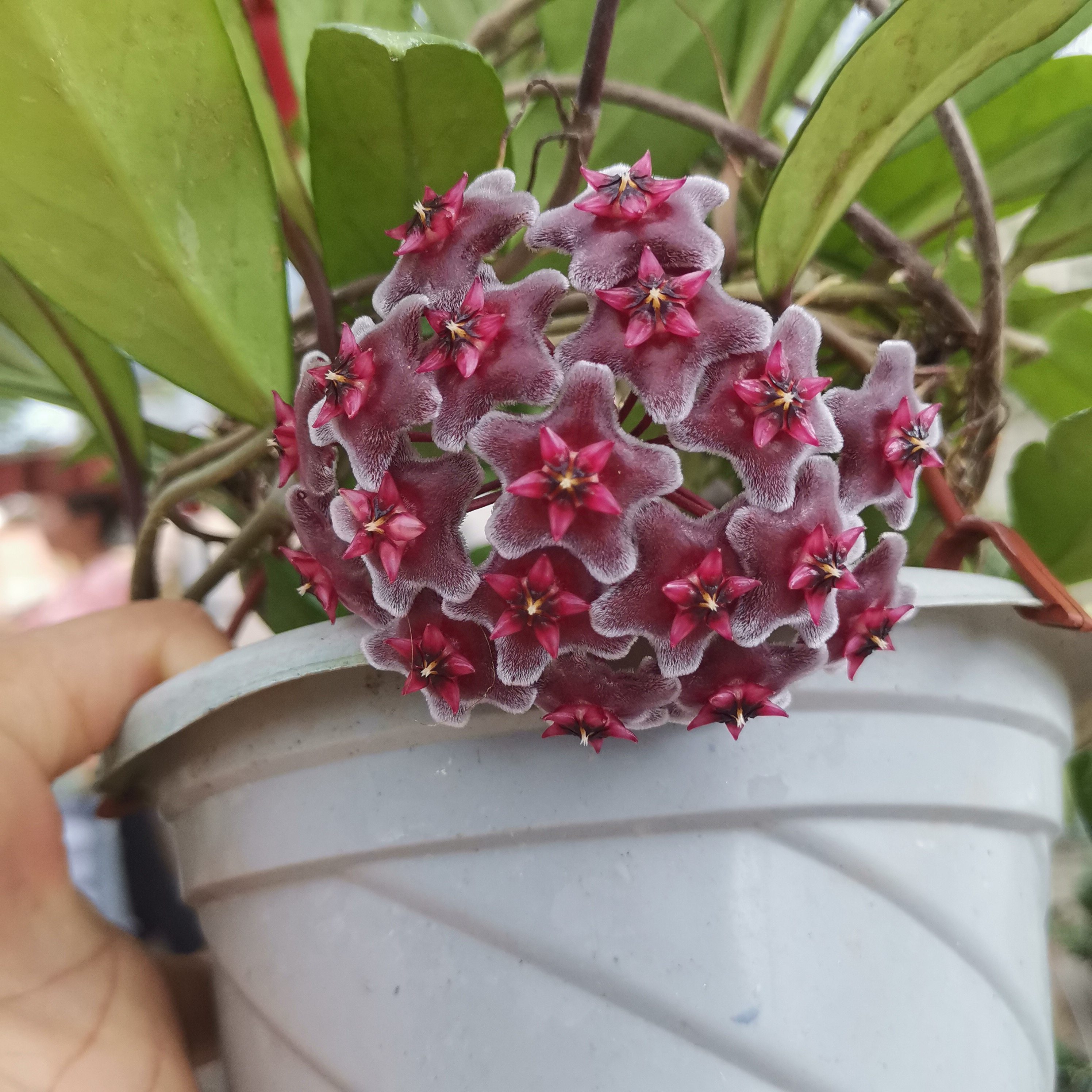 花卉姗姗巴顿球兰带花大苗室内绿植阳台垂吊时令草本花卉