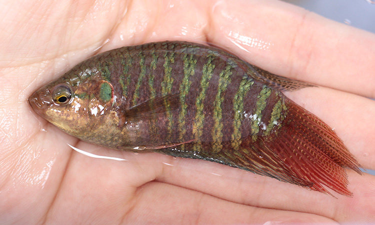 中国斗鱼野生国斗普叉淡水冷水鱼菩萨天堂手巾鱼