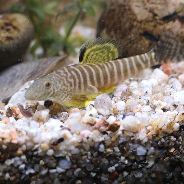 冷水清道夫吸鳅鱼清缸底吃藻类长汀方式圆斑紫鳍鱼