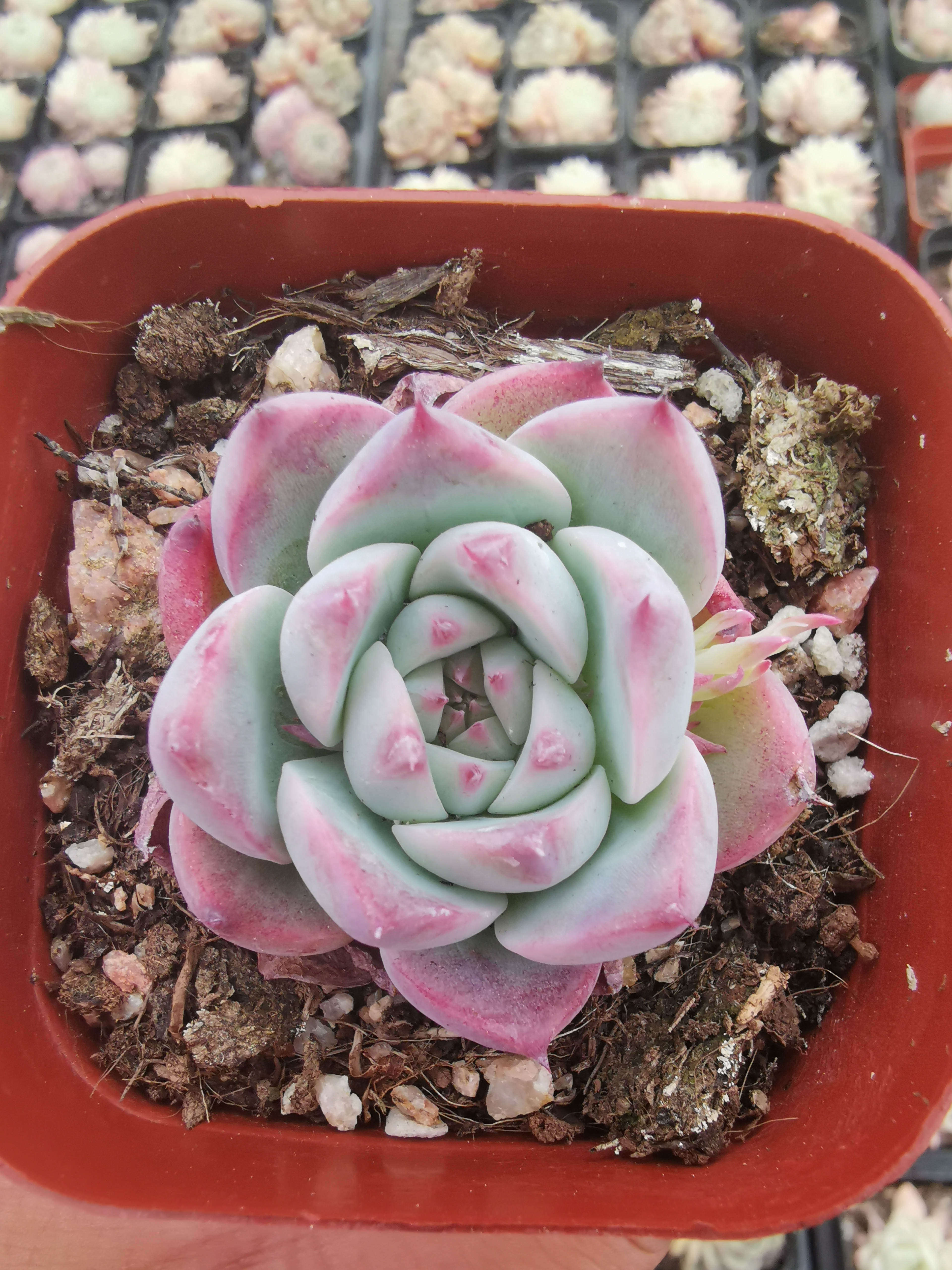 多肉植物水蜜桃4cm盆栽绿植多肉植物