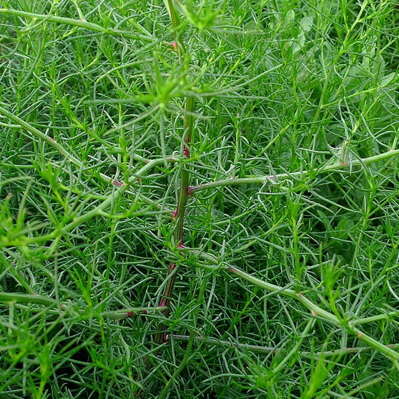 菜种猪毛蓬蓬种子野生大全沙蓬棵扎蓬棵四季盆栽家庭园艺种子