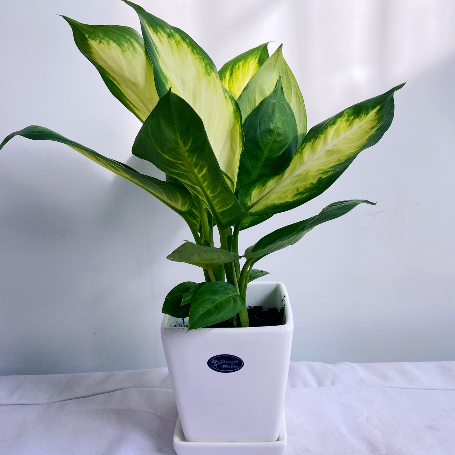 植物室内马力粉黛万年青盆栽绿植中小型净化空气水培绿植