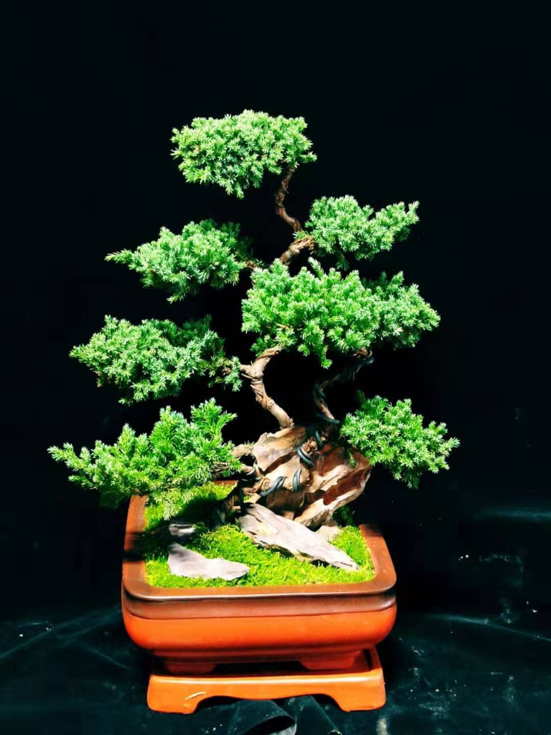 迎客松盆景绿植花卉北京送货上门礼品室内吉祥如意植物绿植