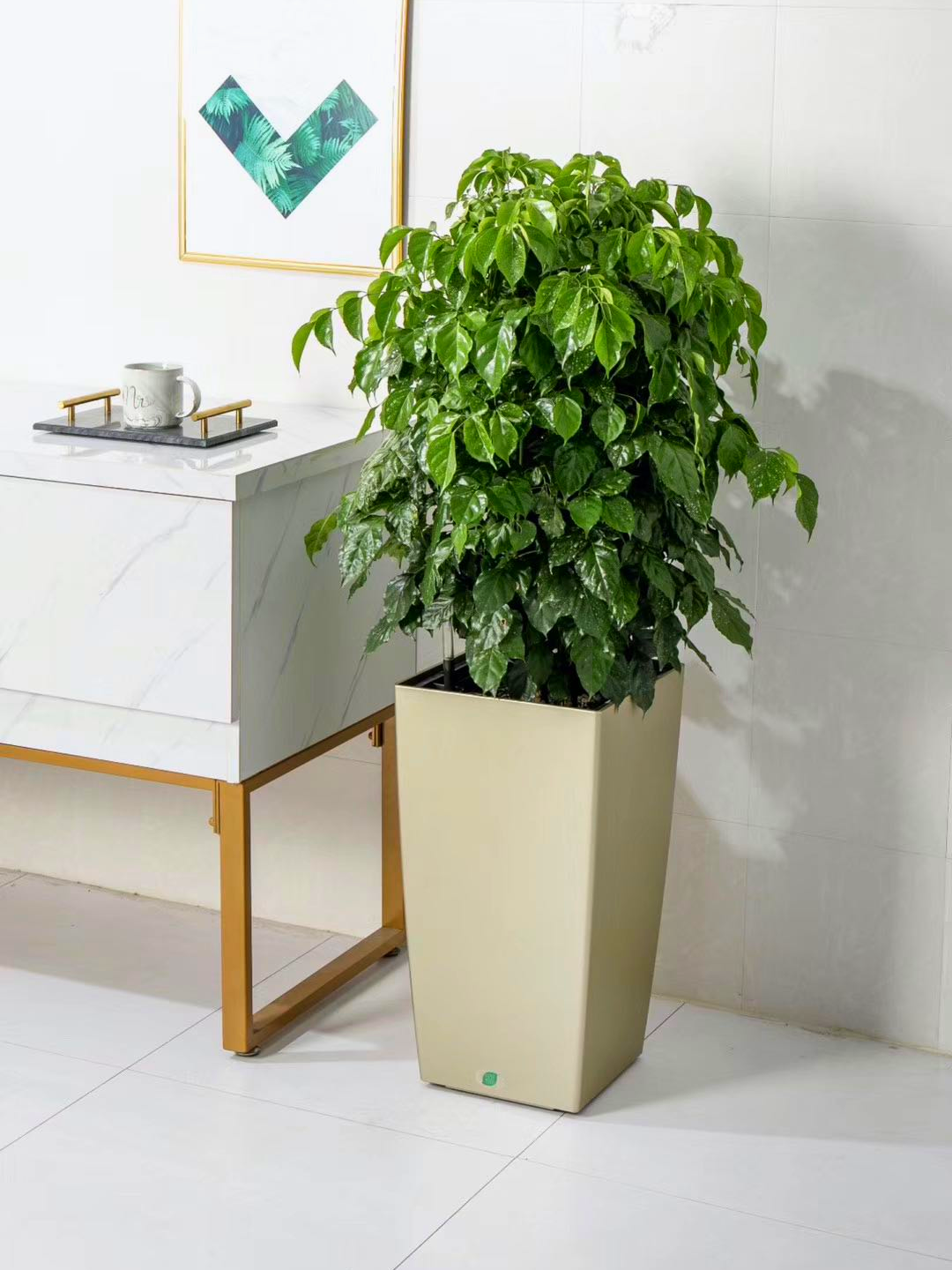 绿宝幸福树盆栽绿植花卉北京室内净化空气甲醛鲜花绿植