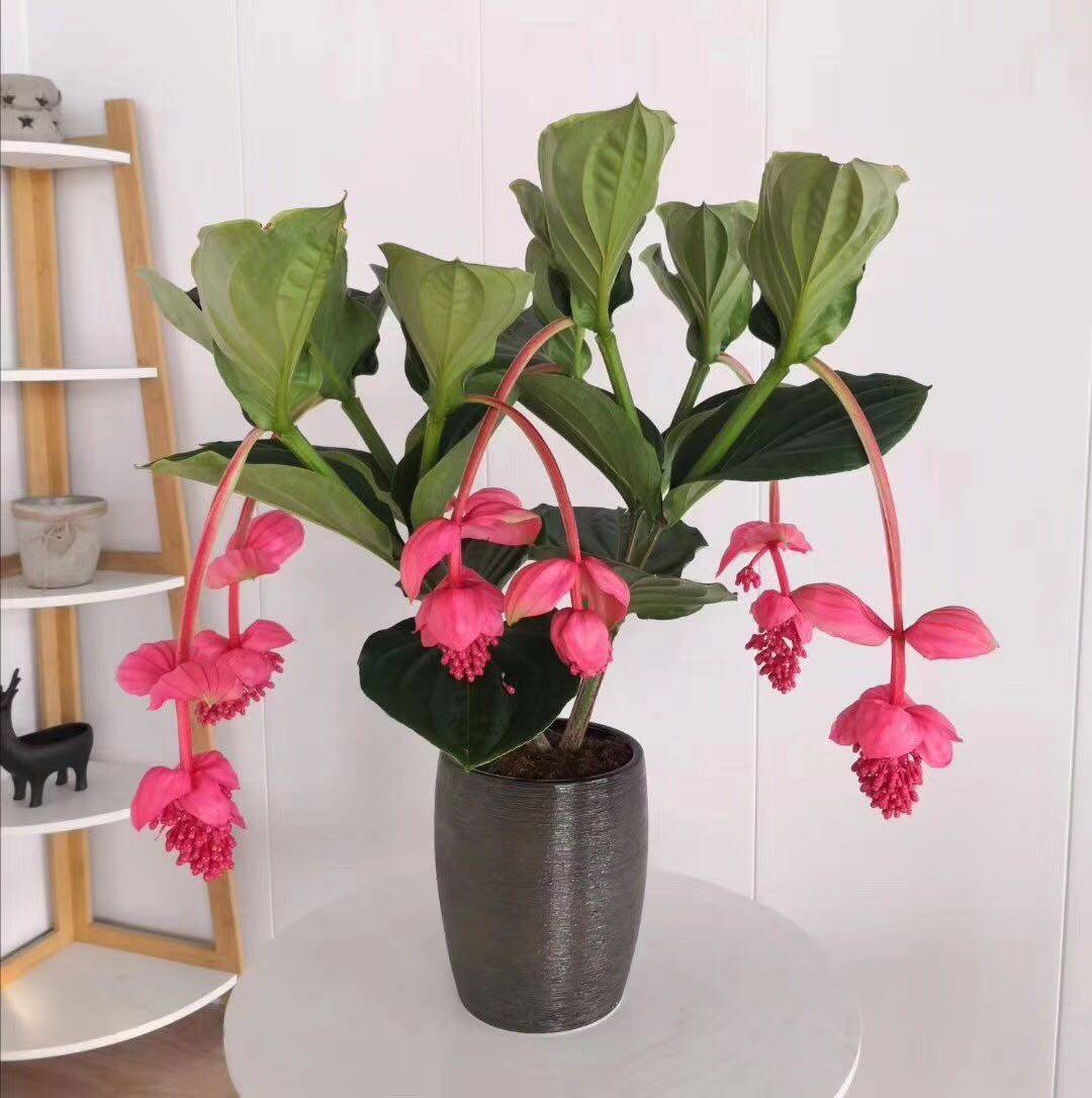 宝莲灯花卉礼品乔迁绿植花草北京送货上门简单好养净化空气稀