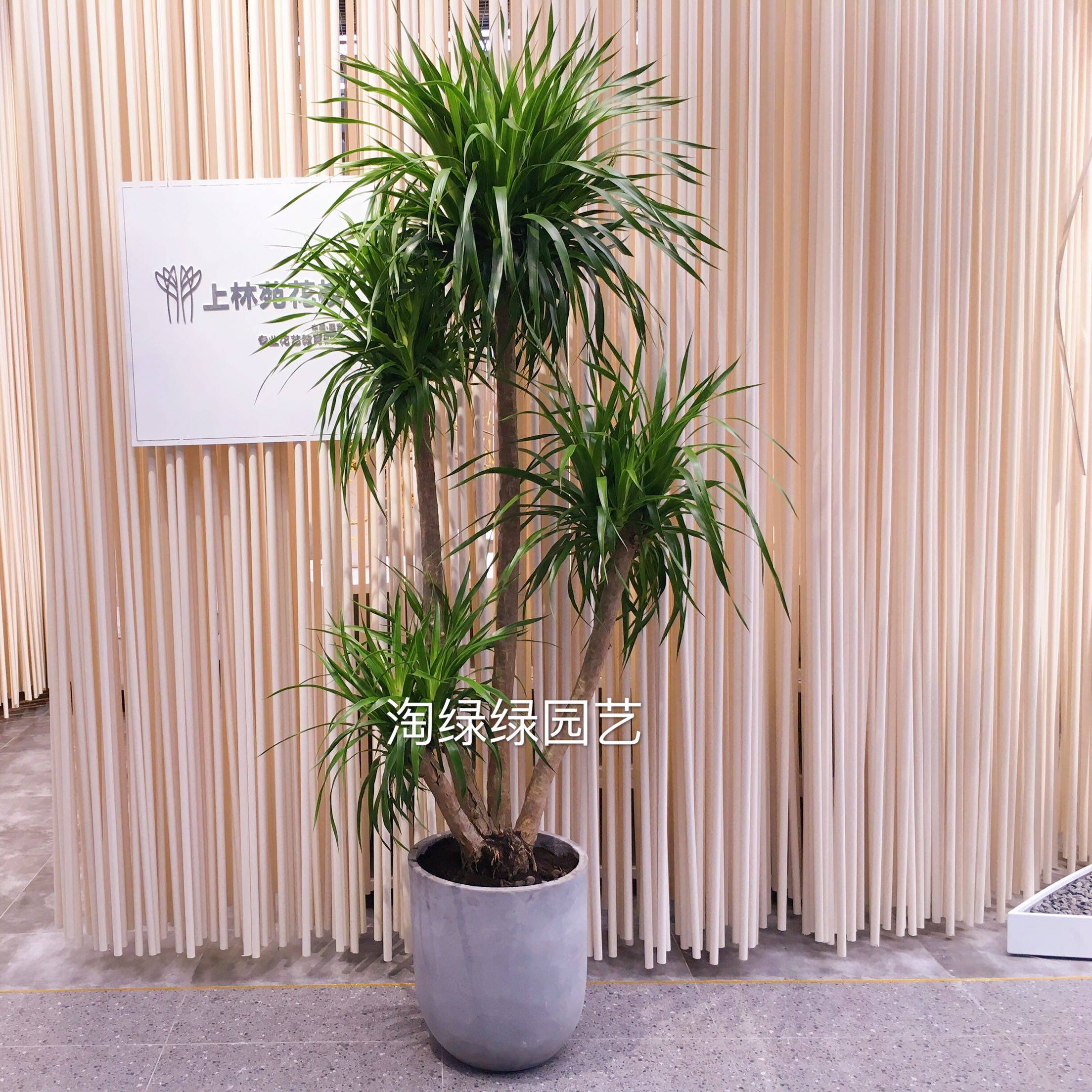 花卉龙血大型绿植盆栽北京送货上门礼品室内净化大型绿植