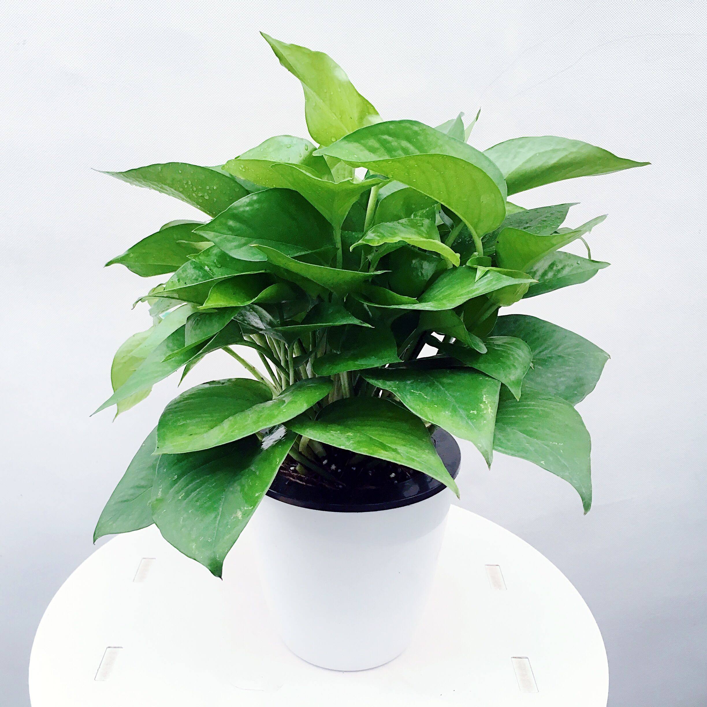 绿萝植物黄金北京绿植花卉盆栽净化空气装修装饰吊兰绿植