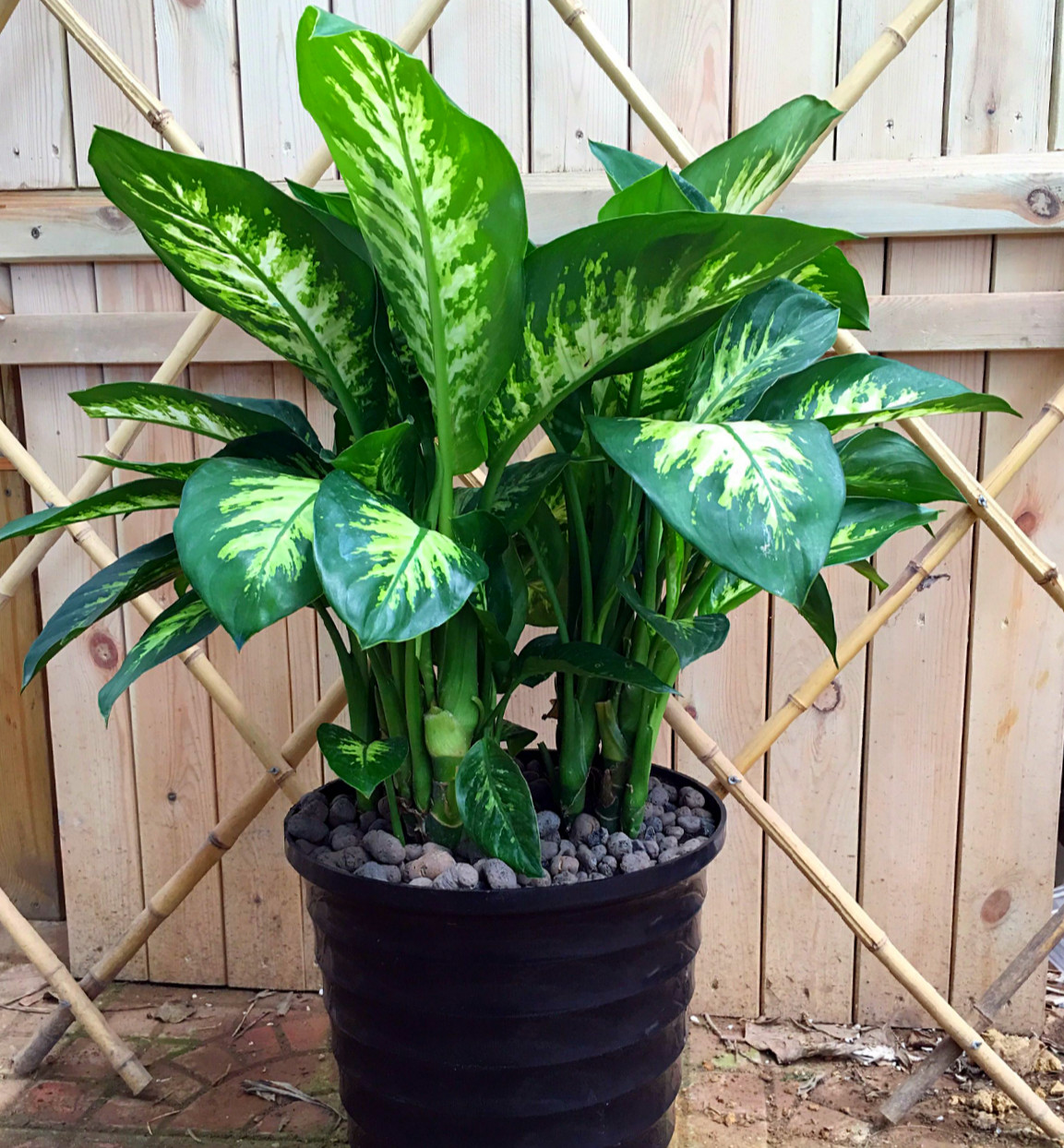 斑马万年青绿植花卉万年青花盆栽北京发货室内绿植