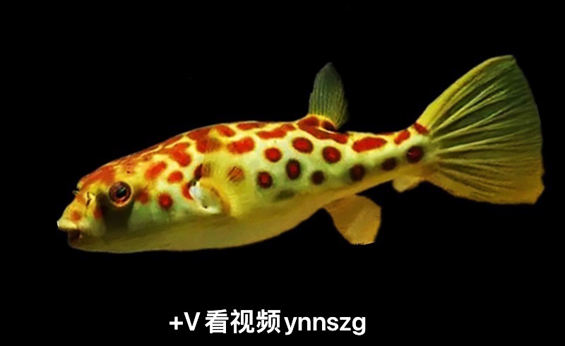 狗头尼日利亚斑马鱼奈利亚圆点皇冠毛毛河豚活体鱼